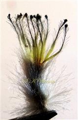  Peripheral floret with 13 pappus bristles
